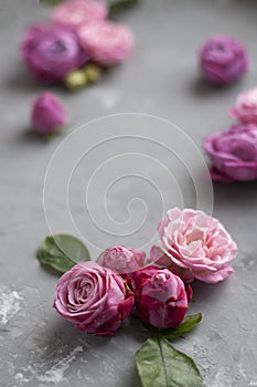 Pink roses lie on gray concrete background. Place for greeting text