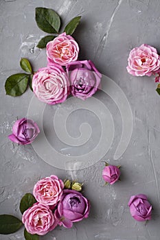 Pink roses lie on gray concrete background. Place for greeting text