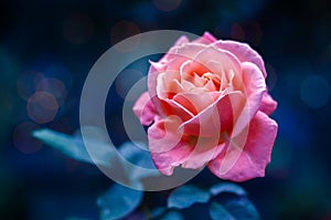 Pink roses light Bokeh blue background Valentines Day