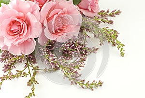 Pink Roses and Lilac White Background