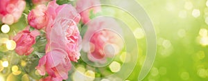 Pink roses on natural green background, summer landscape, banner format