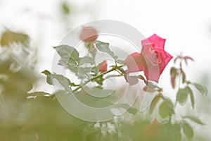 Pink roses in nature blackground photo