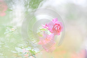 Pink roses in nature blackground photo