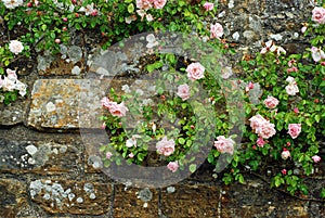 Pink roses on an old stone wall