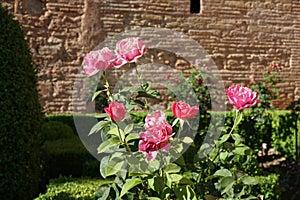 Pink Roses by Old Stone Wall