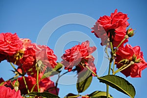 Pink roses over blue sky . Floral background with space for text.