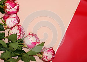 Pink roses on paper background.Mockup with copy. Floral frame made of pink and red, branches and leaves isolated on pink backgroun