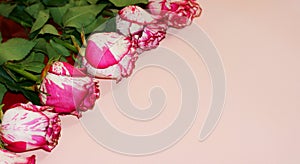 Pink roses on paper background.Mockup with copy. Floral frame made of pink and red, branches and leaves isolated on pink backgroun