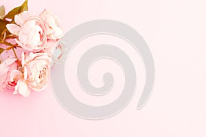 Pink roses peony juliet on a pink background. Place for text, top view