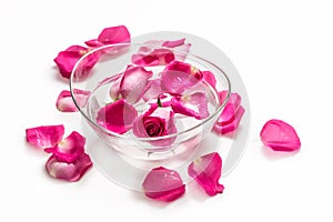 Pink roses and petals in bowl with pure water over white.. Spa and wellness concept