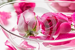 Pink roses and petals in bowl with pure water. Spa and wellness concept