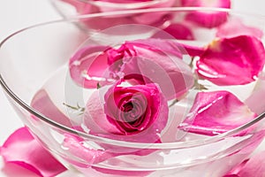 Pink roses and petals in bowl with pure water. Spa and wellness concept