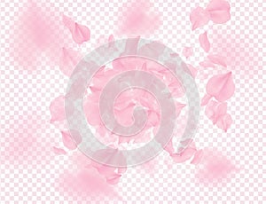 Pink roses petals falling on transparent background. Vector overlay Valentines background. Sakura flower 3D romantic illustration
