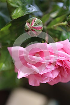 Pink roses petals. Rosebud. Macro photography. Green background. Foliage.