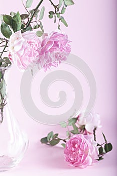 Pink roses on pink background. Soft pastel colors.