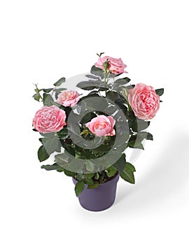 Pink roses in a plastic pot. Flowers on white background
