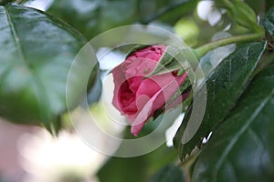 Pink roses. Queen of Flowers. Rosebud. Macro photography.