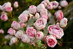 Pink roses on a rosebush in a garden photo