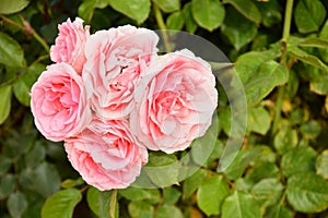 Pink roses on a rosebush in a garden photo