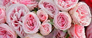 Pink roses on a rosebush in a garden photo