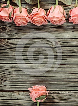 Pink roses rustic Valentines Day background