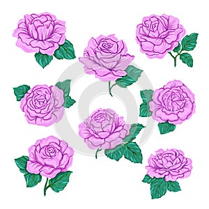 Pink roses set isolated on white background.