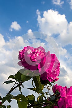 Pink Roses Sky and Clouds