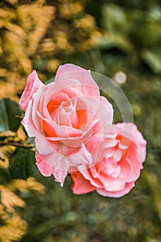 Pink roses in a spring garden.