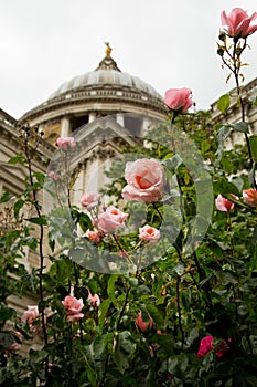 Pink roses at St Pauls cathedral