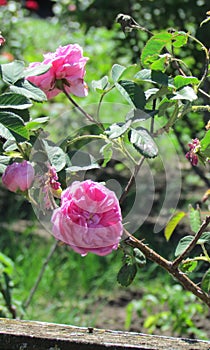 Pink roses in summer garden