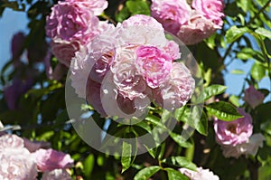 Pink roses in a summer garden