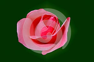 Pink roses symbol of hope, love for all women in the world
