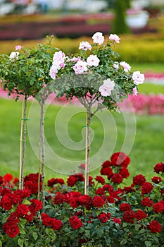 Pink roses on a trunk and groundcover red roses