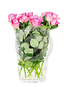 Pink roses in vase isolated on white background