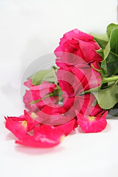 Pink roses in vertical