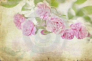 Pink roses on vintage paper background