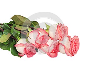 Pink roses on white