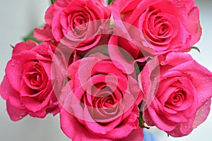 Pink roses white background