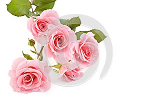 Pink Roses White Background