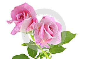 Pink Roses White Background