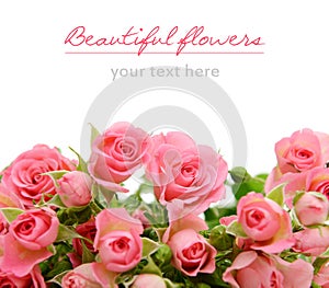 pink roses on white background