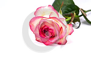 Pink roses on the white background