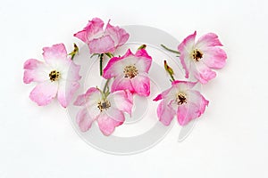 Pink roses on white background photo