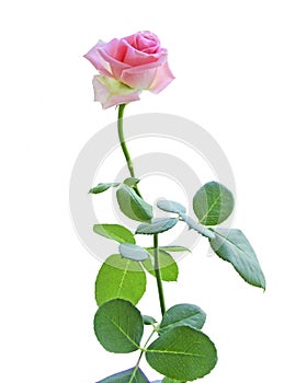 Pink roses on white background. Flower head