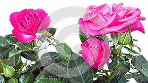 Pink roses on a white background - flowers of a warm, dense pink color with a darker underside of the petals.