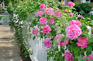 Pink Roses on White Fence