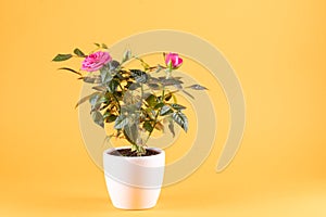 Pink roses in white flowerpot, yellow background, copy-space