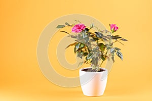 Pink roses in white flowerpot, yellow background, copy-space