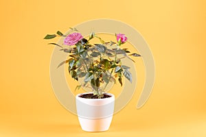 Pink roses in white flowerpot, yellow background, copy-space