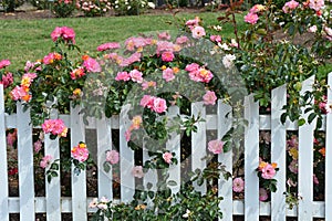 Pink roses and white picket fence